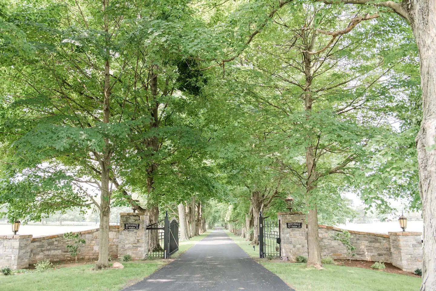 Long tree lined entrance to the mansion.