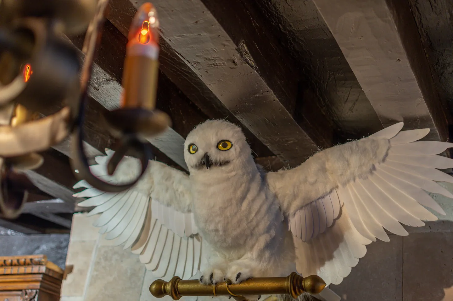 Hedwig watching over you!
