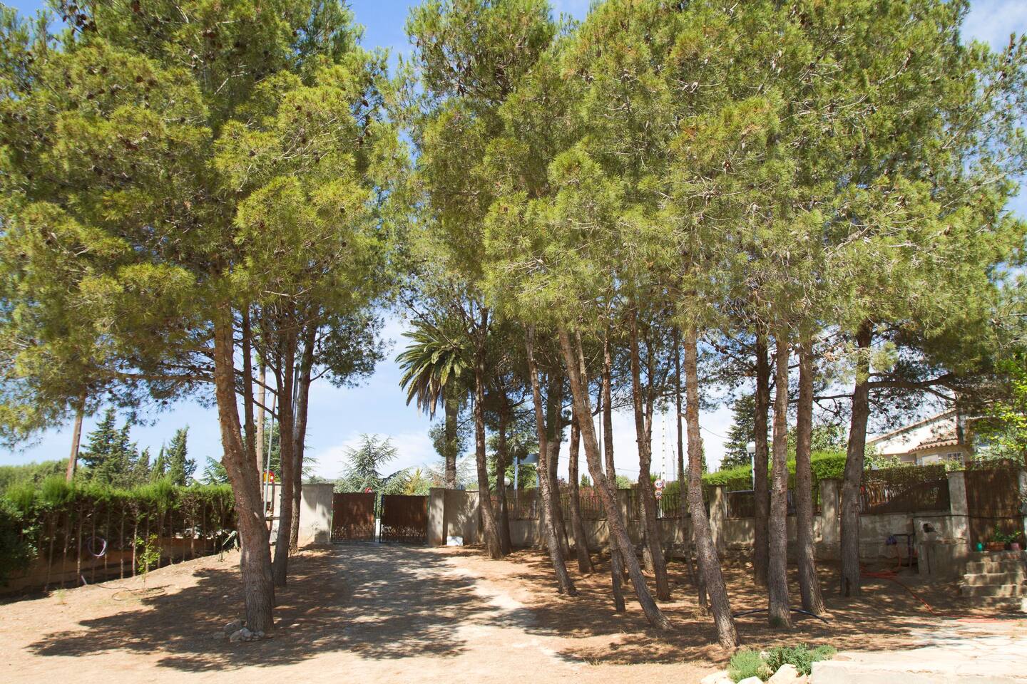 The house is surrounded by pine, olive, fig, and herbs.